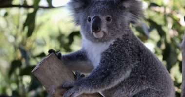 Autoritetet australiane nisin hetimet, 16 koala ngordhin në mënyrë misterioze