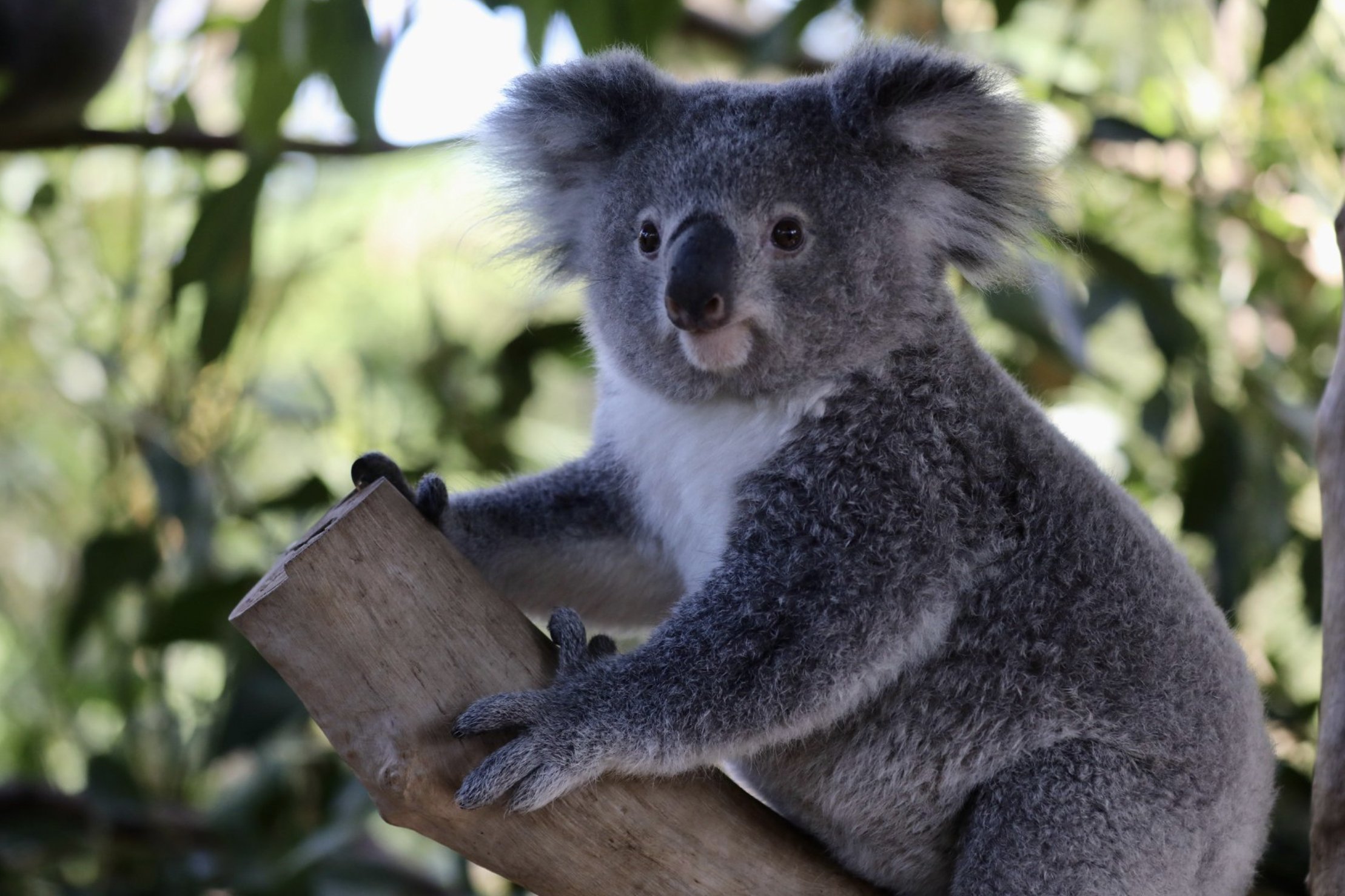 Autoritetet australiane nisin hetimet, 16 koala ngordhin në mënyrë misterioze
