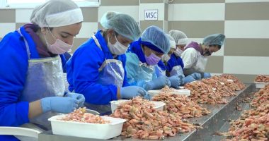 Punësimi i të miturve në fabrikën e karkalecave alarmon aktivistët