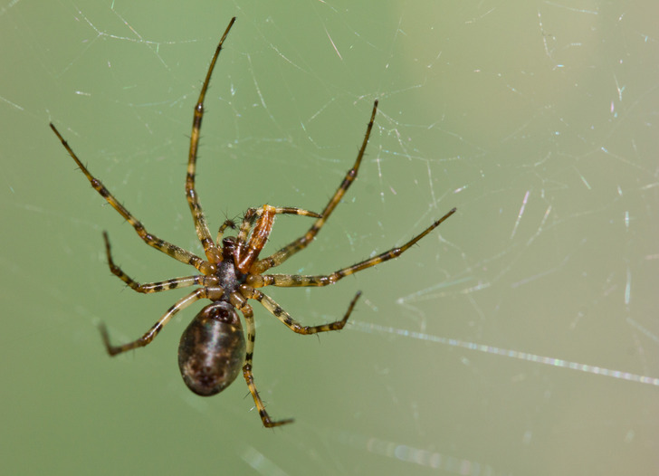 Pse kemi kaq frikë nga merimangat