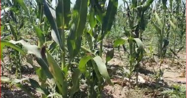 Bllokohet misër me substancë toksike/ Kamioni me 25 ton ndalohet në doganën e Hanit të Hotit