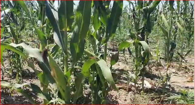 Bllokohet misër me substancë toksike  Kamioni me 25 ton ndalohet në doganën e Hanit të Hotit