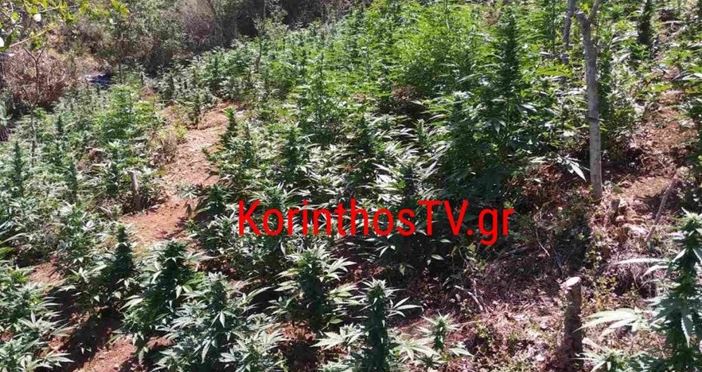 Zbulohet plantacion i madh me bimë kanabisi në Greqi, arrestohet emigranti