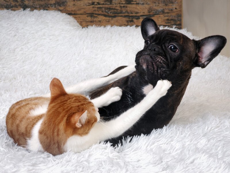 Pse macet dhe qentë e urrejnë njëri-tjetrin?