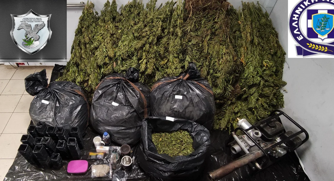 Zbulohet parcela e kanabisit në Greqi, arrestohen 2 shqiptarë dhe një serb