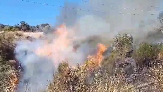 Zjarr në kodrat e Peshtanit në Fier, rrezikohen qindra ullinj