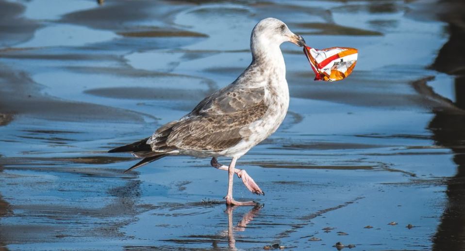Zogjtë bëjnë foletë e tyre nga mbeturinat tona, fotot bëjnë xhiron e rrjetit