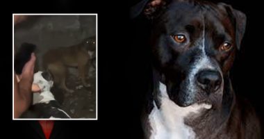 VIDEO/ Tjetër krim ndaj kafshëve, i riu i vërsul Pit Bullin një qeni endacak