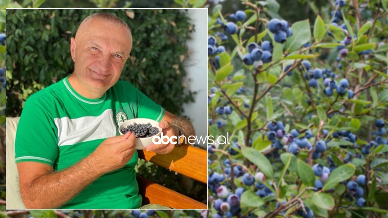 Ish-presidenti e nis ditën me një tas boronica: Çfarë super-antioksidanti