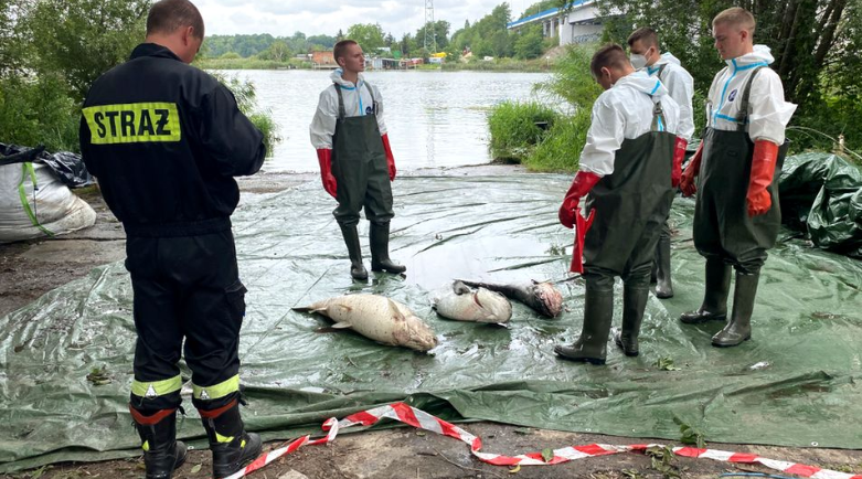 Thatësira apo….? Qindra ton peshq të ngordhur në lumin Oder, thellohet misteri në kufirin polako-gjerman