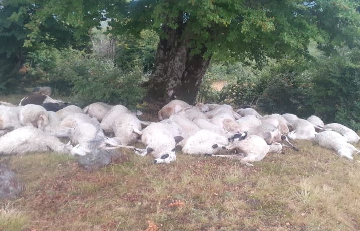 Moti i keq, rrufeja godet tufën me dele në Gramsh, ngordhin 165 krerë