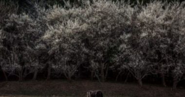 Këto janë kafshët që i ndiejnë tërmetet para se të ndodhin