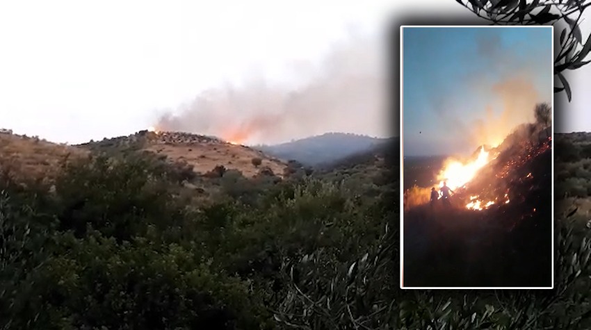Zjarr i madh në Rrogozhinë, flakët përpijnë ullinjtë, rrezikohen banesat aty pranë