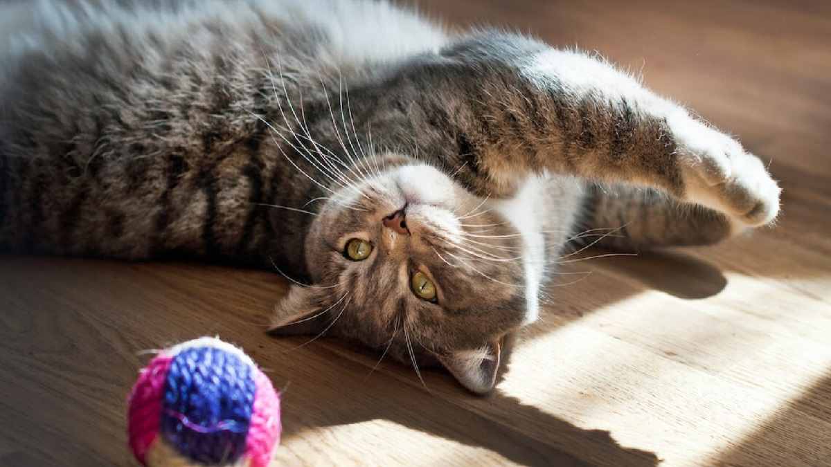 Një sëmundje e rrallë që transmetohet nga macet shfaqet për herë të parë në Britani