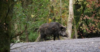 A e shkaktuan derrat e egër zjarrin e madh në Greqi?!