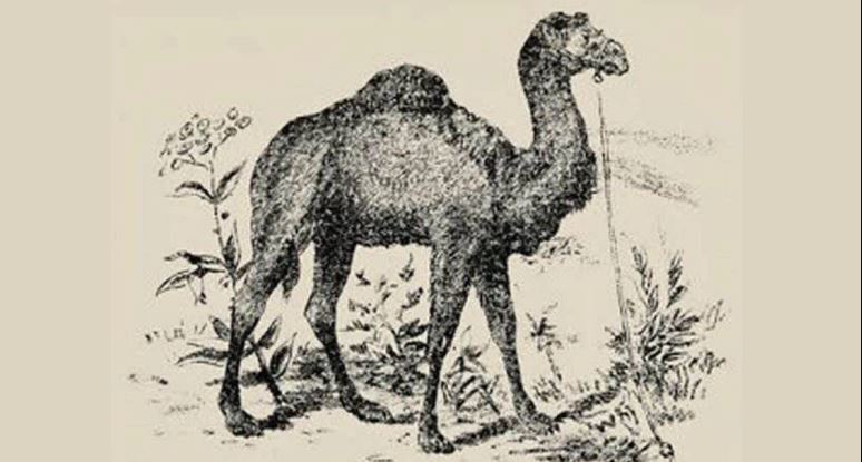 Test/Nëse e gjeni drejtuesin e devesë në më pak se 30 sekonda, jeni ndër personat me IQ më të lartë