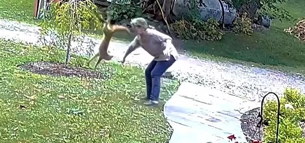 VIDEO/ Gruaja sulmohet nga dhelpra në oborrin e shtëpisë së saj