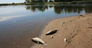 Më e rënda prej 500 vitesh, peshqit e ngordhur pushtojnë lumenjtë e Gjermanisë dhe Polonisë