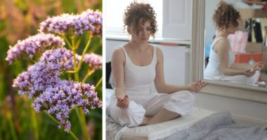 Vendoseni këtë bimë në shtëpi dhe ndjehuni më të qetë se kurrë