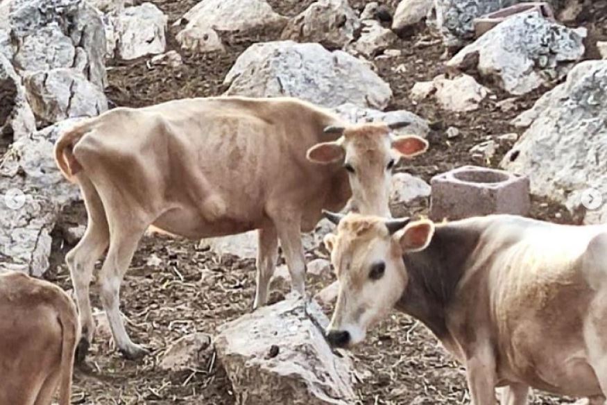 Tortura ndaj lopëve në fshatin grek, i ushqejnë vetëm për çiftëzim e më pas i lënë të ngordhin nga uria