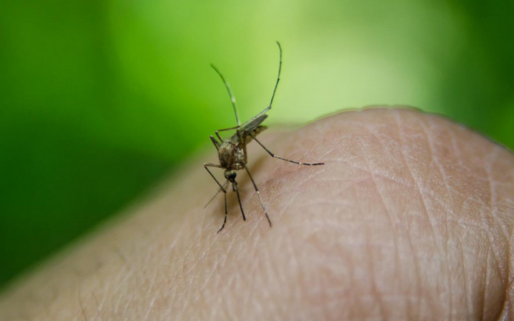 Amvisat betohen për këtë truk, me këtë bimë do të largoni të gjithë insektet nga shtëpia juaj