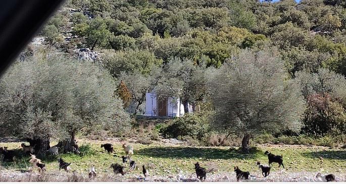 U dënuan me 10 vite burg sepse vodhën 4 dhi në Greqi, ndjekja e dy shqiptarëve nga drejtësia helene