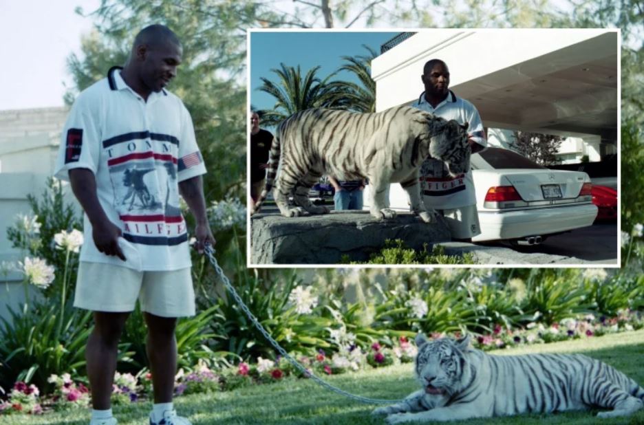 Tyson dhe dashuria e tij për tigrat, mësohet se çfarë bëri kafsha e egër që detyroi legjendën ta largonte