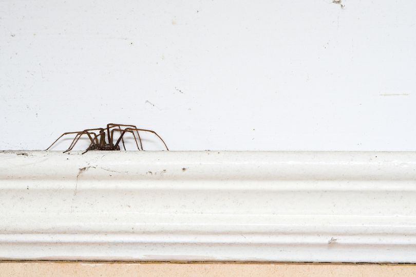 Kamera e iPhone-s tuaj mund të zbulojë nëse një merimangë është e rrezikshme apo jo