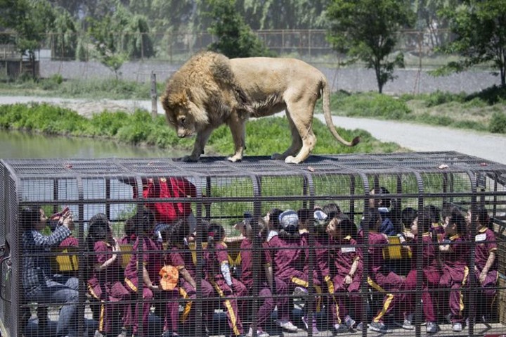 Kopshti zoologjik që “mbyll” njerëzit në kafaze në vend të kafshëve