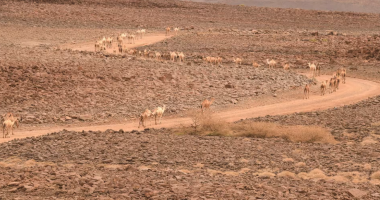 Kriza klimatike është një krizë urie