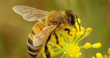 “Ato mund ta kujtojnë fytyrën e njeriut”, fakte interesante rreth bletëve