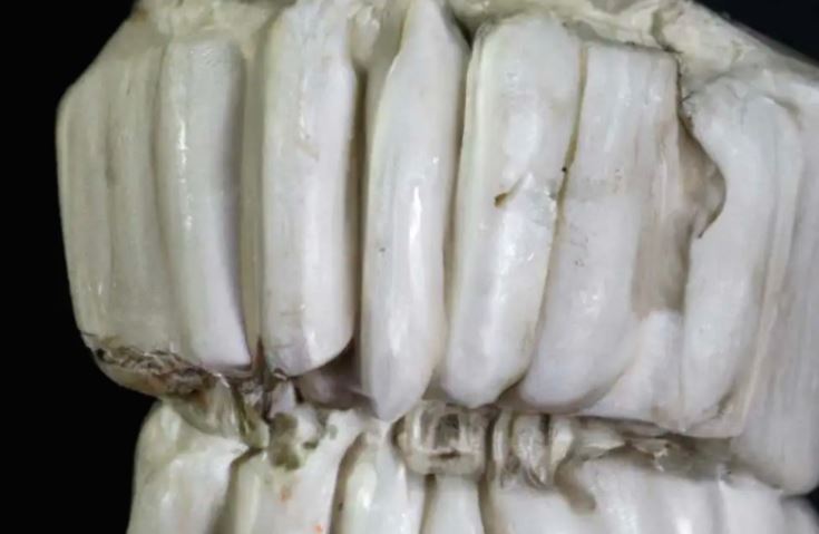 A nuk kanë evoluar dhëmbët brenda gojës? Studimi i një fosili ngre pikëpyetje të reja