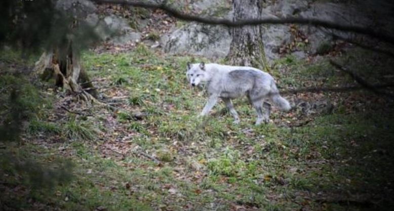 FOTO/ Ujku bën kërdinë në fshatrat shqiptare, viçit i lë vetëm kokën dhe këmbët