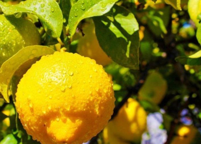 Këto janë dobitë e limonit në shëndetin tonë