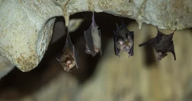 Zbulohet virusi i ngjashëm me Covid, rezistent ndaj vaksinave