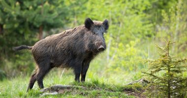 Derrat e egër “rrethojnë” Selanikun