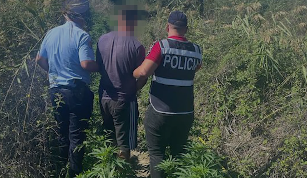 Kishte kultivuar bimë narkotike në pronën e tij, arrestohet 28-vjeçari në Fier
