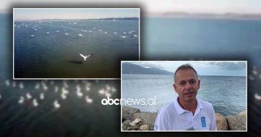 200 individë pelikan kaçurrelë në Nartë, specialistët: Shtegtimi lidhet me mungesën e ushqimit