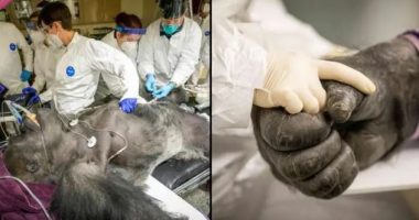 FOTO/ Veterinerët po e vizitonin, momenti emocionues ku gorilla shtrëngon dorën e infermieres