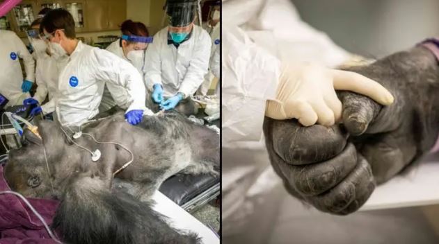 FOTO/ Veterinerët po e vizitonin, momenti emocionues ku gorilla shtrëngon dorën e infermieres