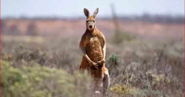 E mbante si kafshë shtëpiake, 77-vjeçari australian vritet nga kanguri