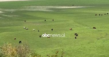 VIDEO/ Dikur notonin peshqit, tani hanë lopët bar! Pamje dramatike nga liqeni i Fierzës