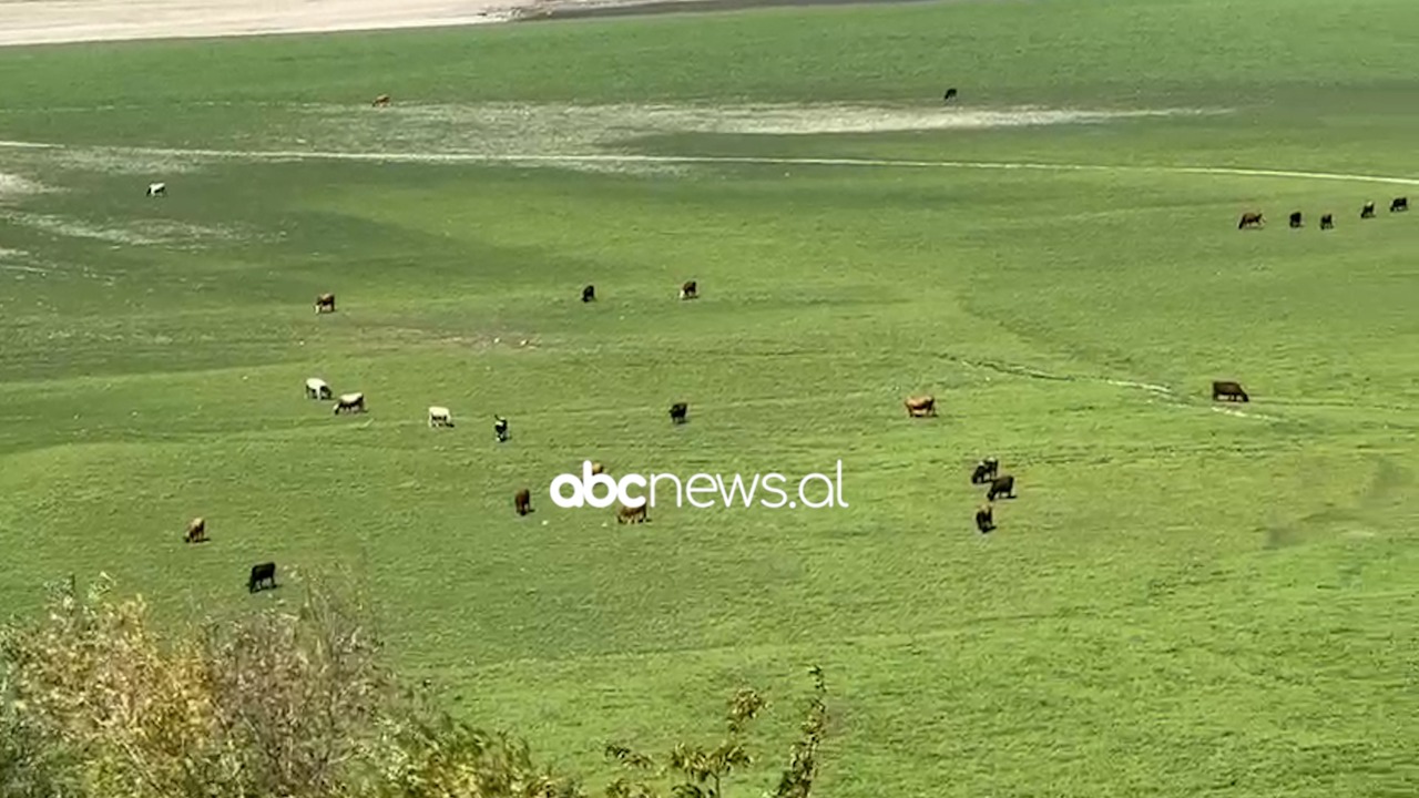 VIDEO/ Dikur notonin peshqit, tani hanë lopët bar! Pamje dramatike nga liqeni i Fierzës