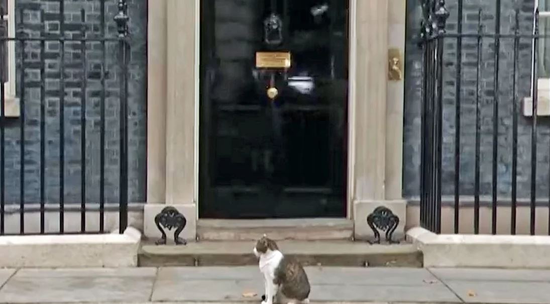 Boris Johnoson u largua, macja e famshme e Downing Street “e mërzitur”