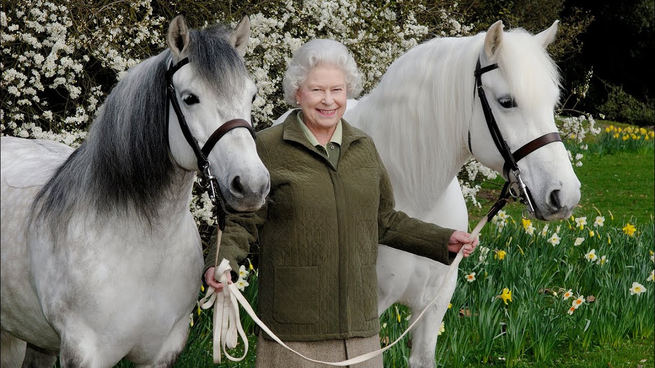 Përveç qenve Mbretëresha Elizabeth II kishte më shumë se 100 kuaj, kush do të vendosë për fatin e tyre