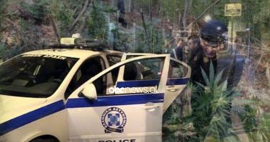 “Plantacioni më i madh i kanabisit”, arrestohen 2 shqiptarët në Greqi, mbi 120 policë morën pjesë në operacion