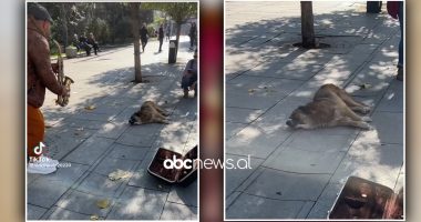 VIDEO/Këndon pas saksofonistit i shtrirë në trotuar, qeni bëhet viral në rrjet