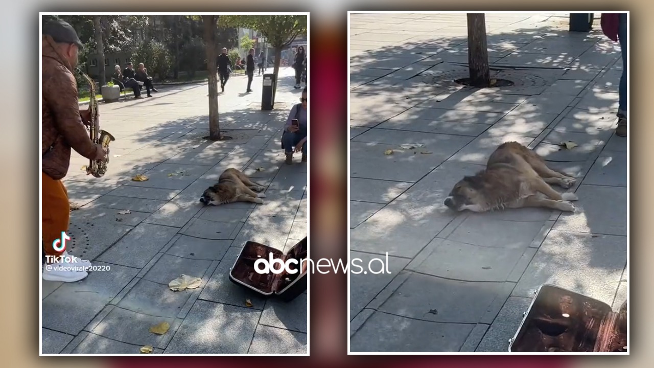 VIDEO/Këndon pas saksofonistit i shtrirë në trotuar, qeni bëhet viral në rrjet