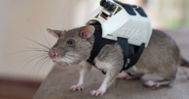 Minjtë po trajnohen për të shpëtuar të mbijetuarit nga tërmetet