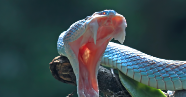 Mbi 63,000 njerëz vdesin çdo vit nga kafshimi i gjarprit